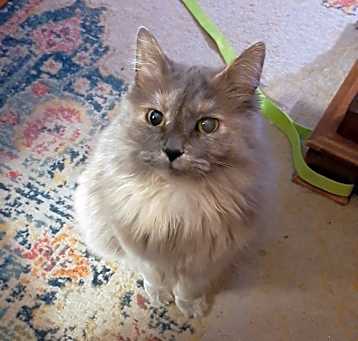 Photo of Moxxi