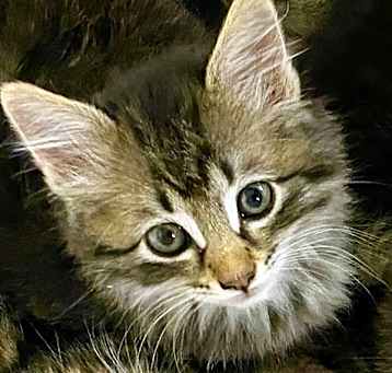 Photo of Mojito