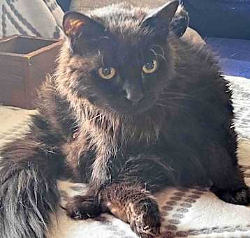 Photo of Buddy
