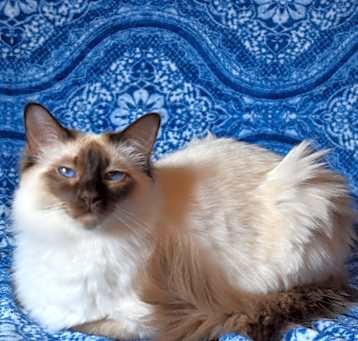 Photo of Bess