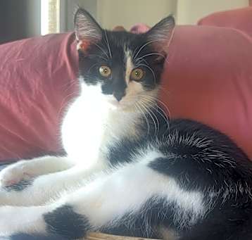 Photo of Honey