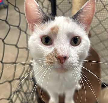 Photo of Stella 16C25