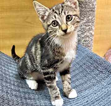 Photo of Cookie