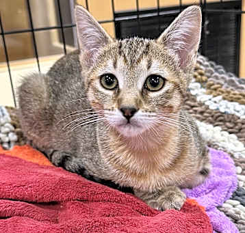 Photo of Peanut