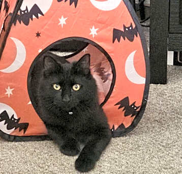 Photo of Artemis aka Arty