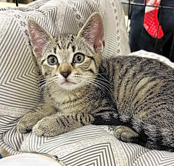 Photo of BonBon