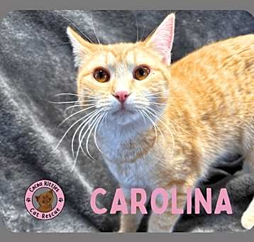 Photo of Carolina