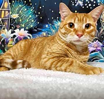 Photo of Sparky