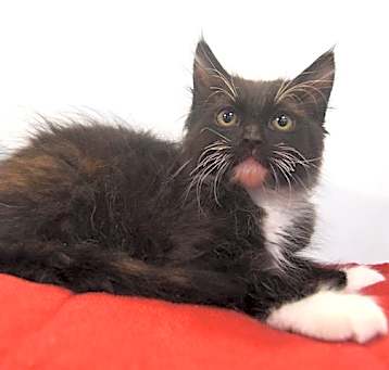 Photo of TATER