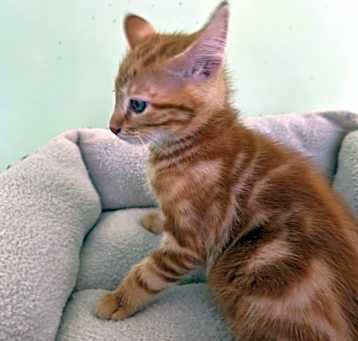 Photo of Archie