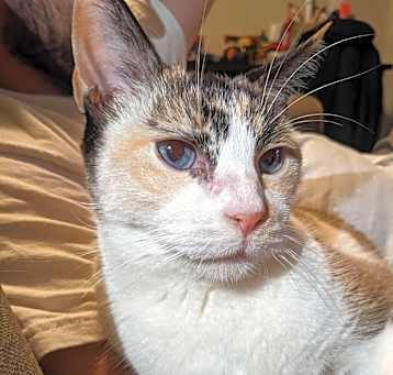Photo of Peaches