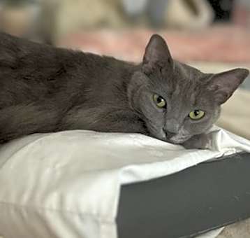 Photo of Jewel