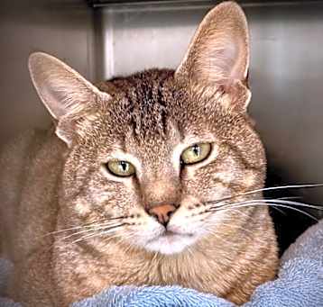 Photo of ALYSTAR