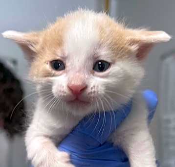 Photo of Rupaw