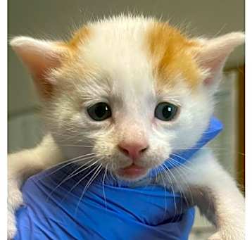 Photo of Bob Meowerly
