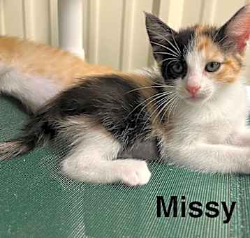 Photo of Missy