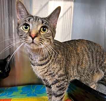 Photo of Peanut