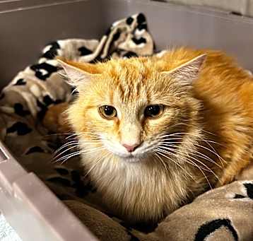 Photo of Honey