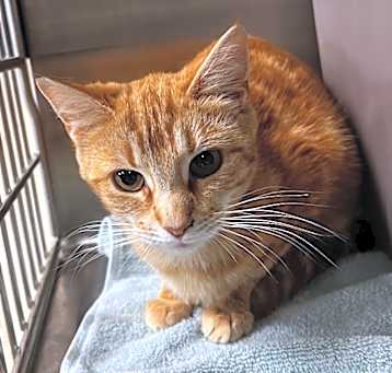 Photo of Marmalade