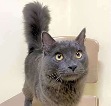 Photo of Caspian