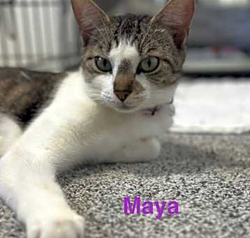 Photo of Maya