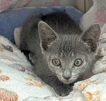 Photo of Lady Grey