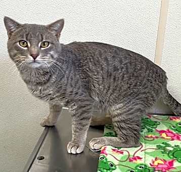 Photo of Archer - Large Friendly Gray Cat #20