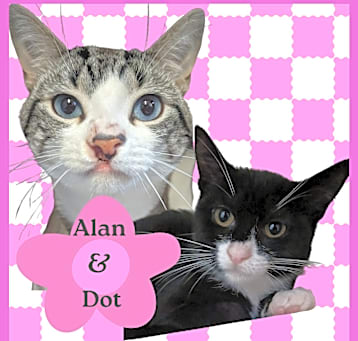 Photo of Dot