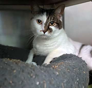 Photo of Miss Kitty