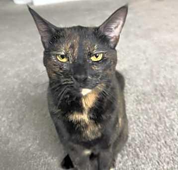 Photo of Zelda
