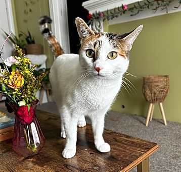 Photo of Olive