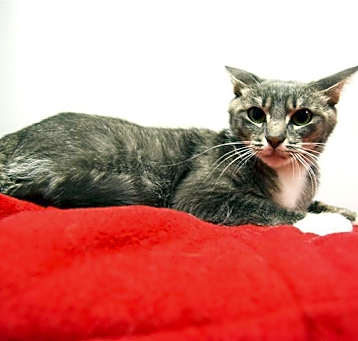 Photo of *ZIRA