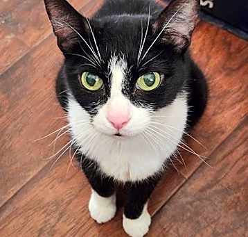 Photo of OREO