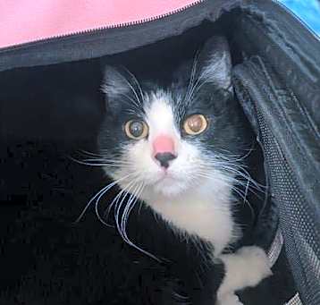Photo of ANNABELLE