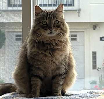 Photo of SPEARMINT