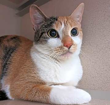 Photo of Stella