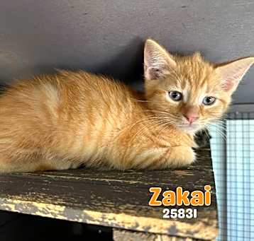 Photo of Zakai