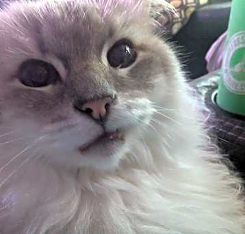 Photo of Crystal