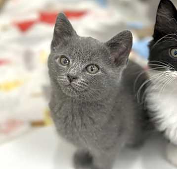 Photo of Simi (Russian blue 8 weeks)