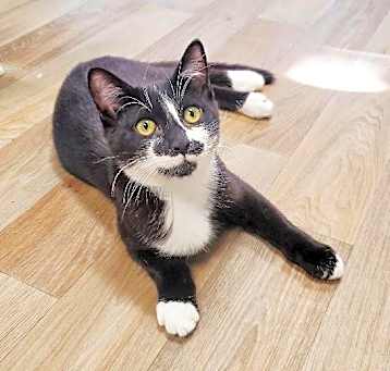 Photo of Cat 25540 (Roxy)*