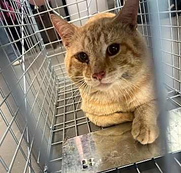 Photo of Cheeto