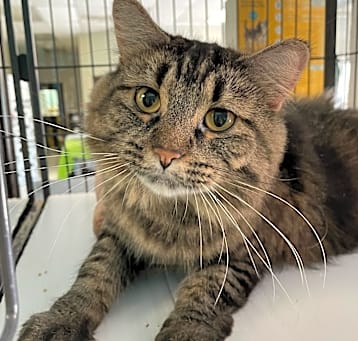 Photo of Tabby