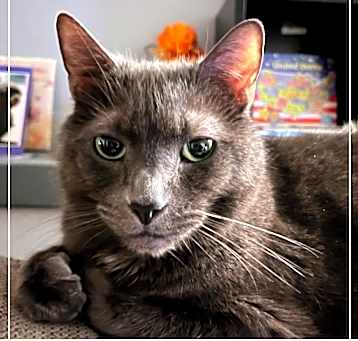 Photo of Nougat 
