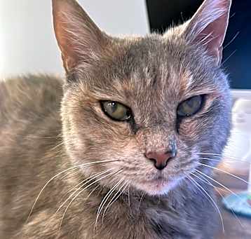 Photo of Mulan