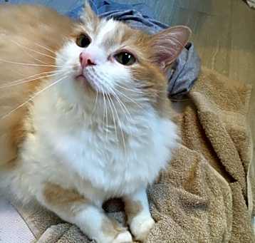 Photo of Dickens