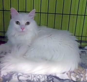 Photo of Arctic *Sugar*