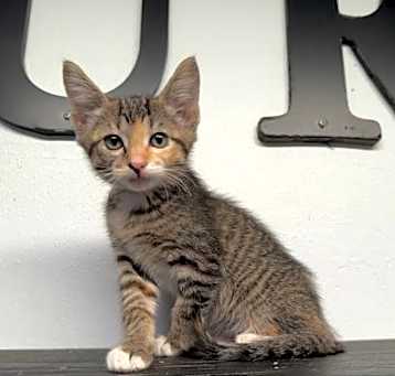 Photo of Priscilla
