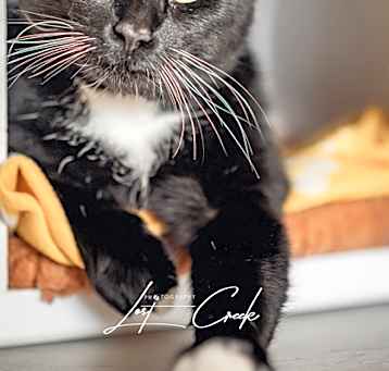 Photo of Merle