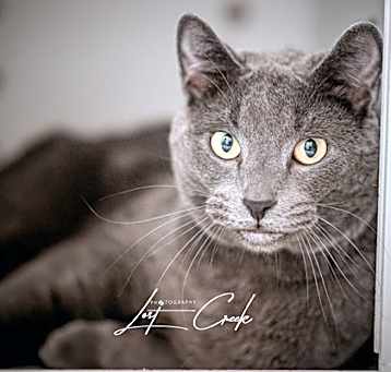 Photo of Shadow