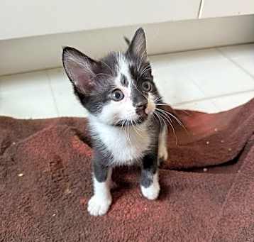 Photo of Bean